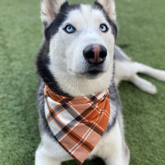 Brown Plaid Bandana - Dogbana 