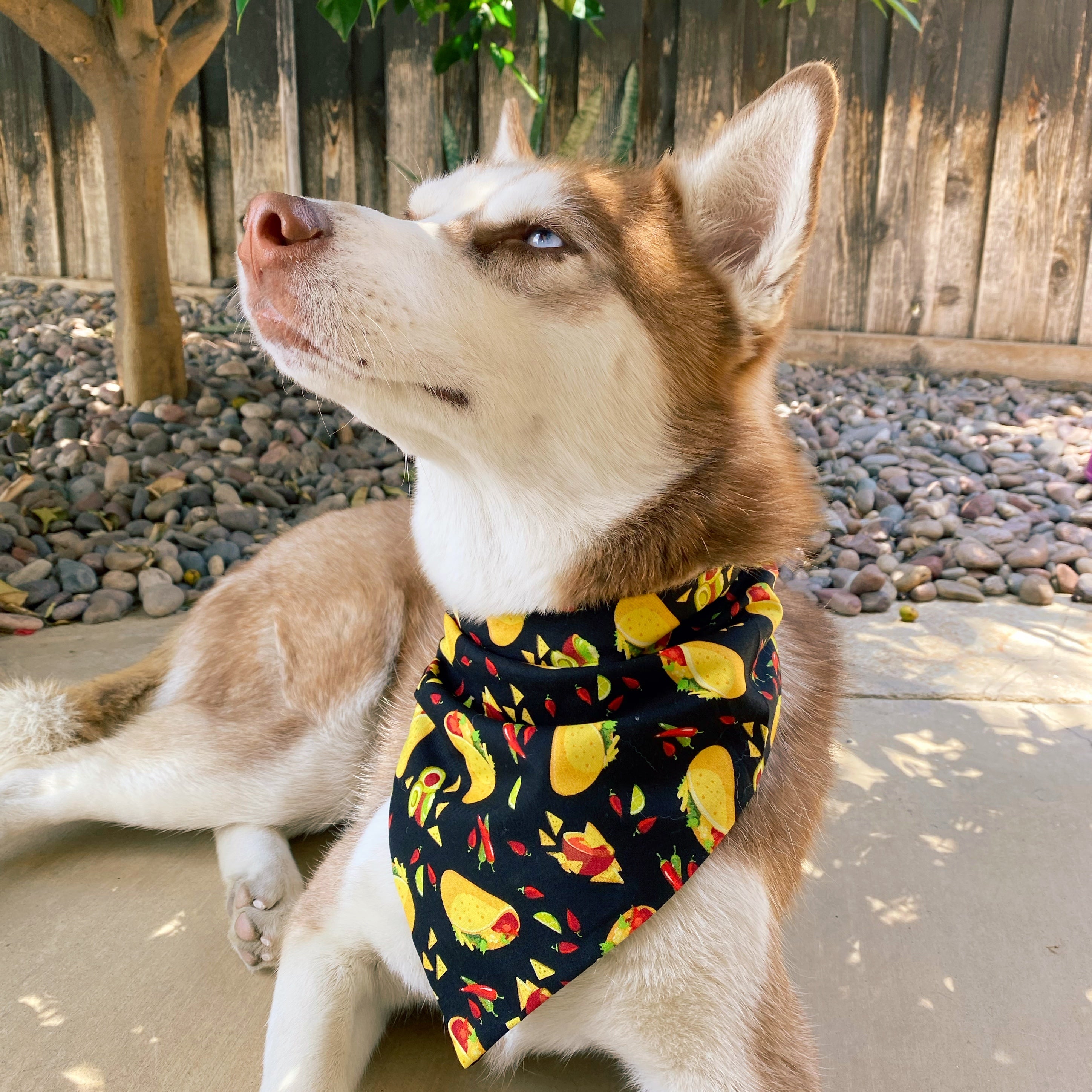 Taco dog outlet collar