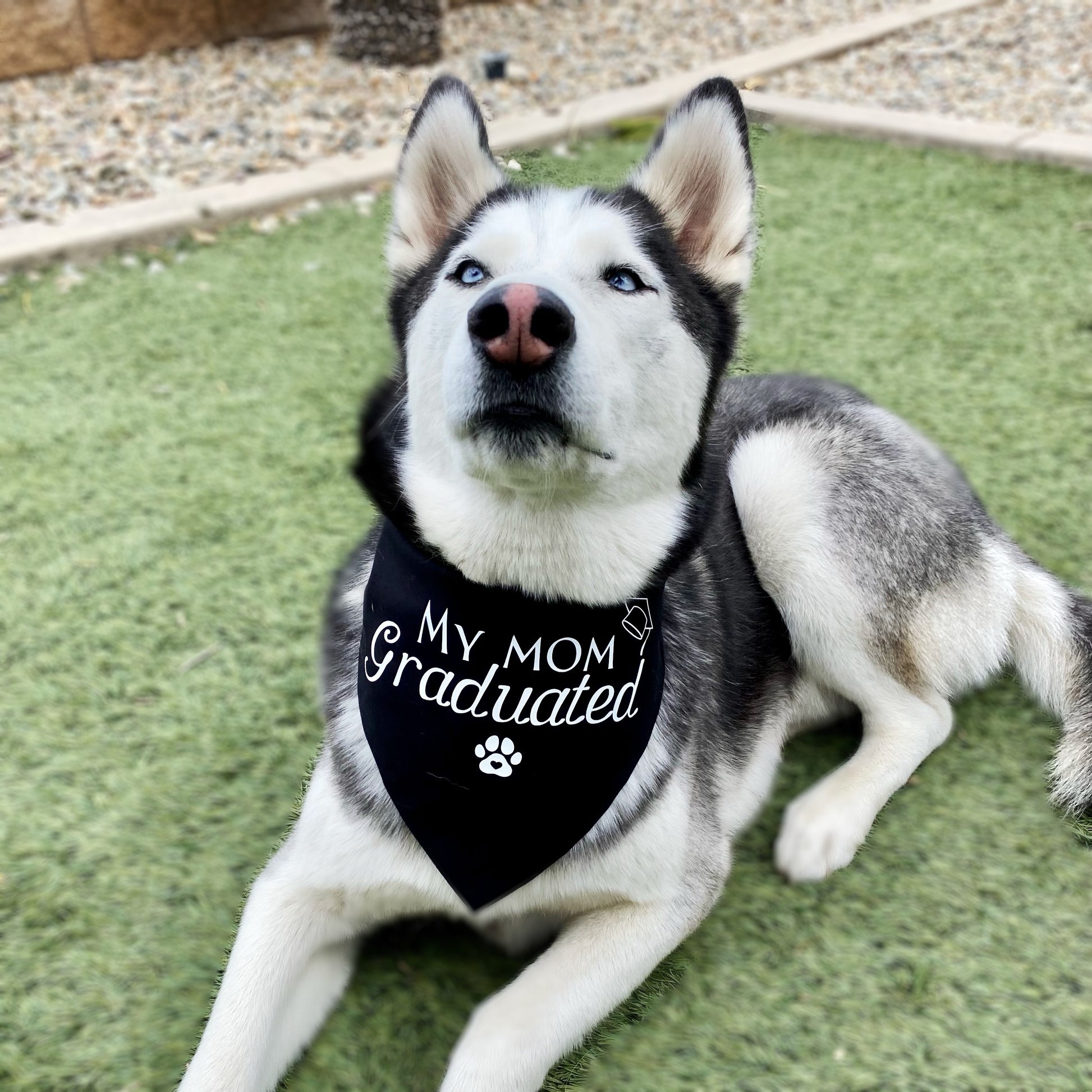 My Human Graduated Bandana - Dogbana 