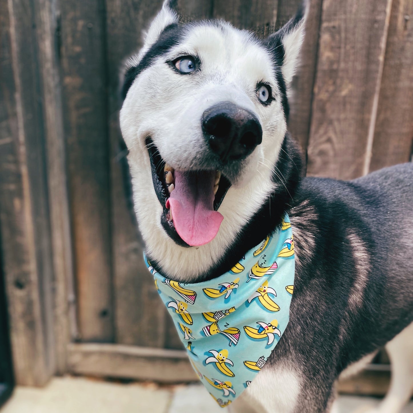 Banana World Bandana - Dogbana 