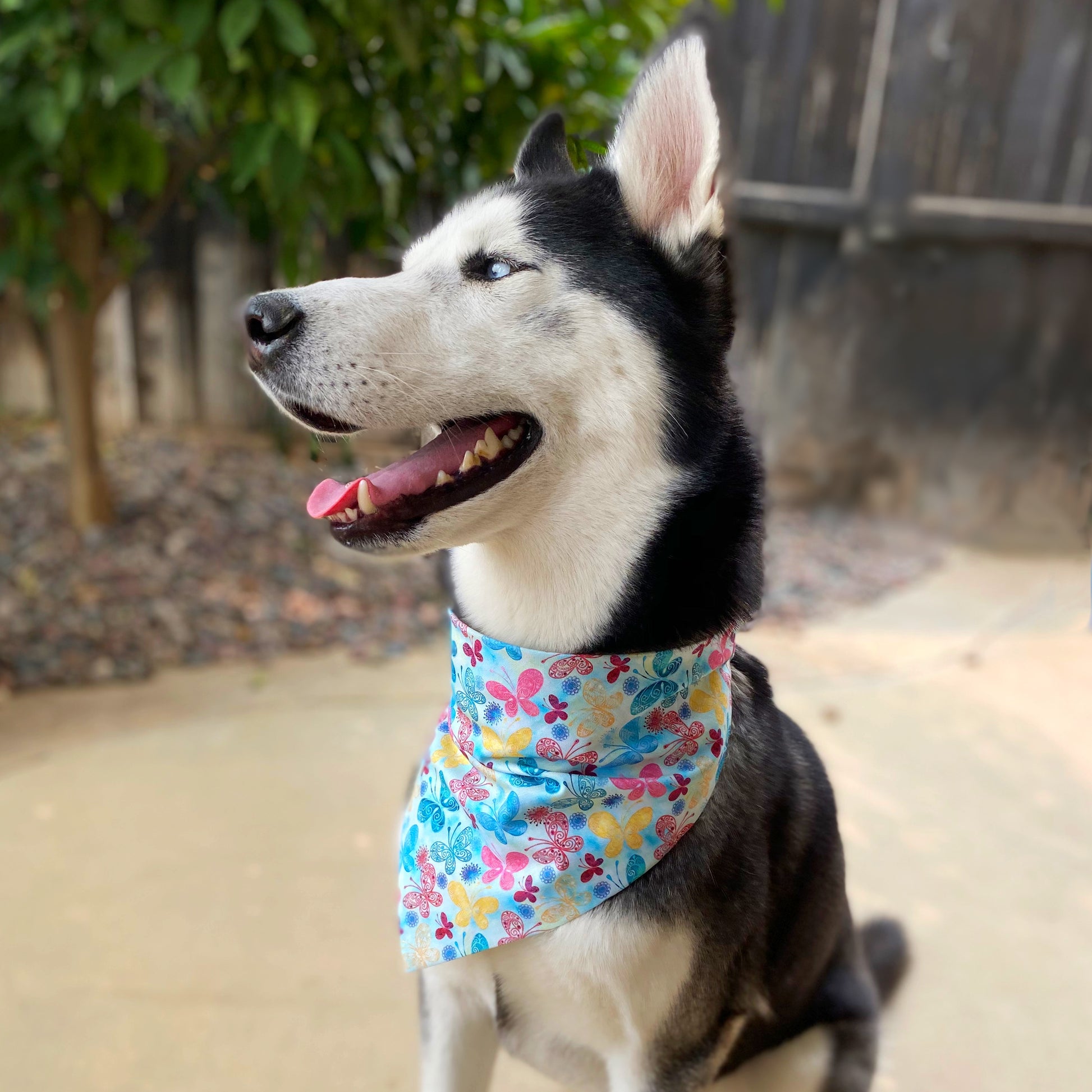 Butterfly Dream Bandana - Dogbana 