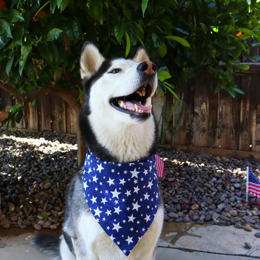 Blue Liberty Stars Bandana - Dogbana 