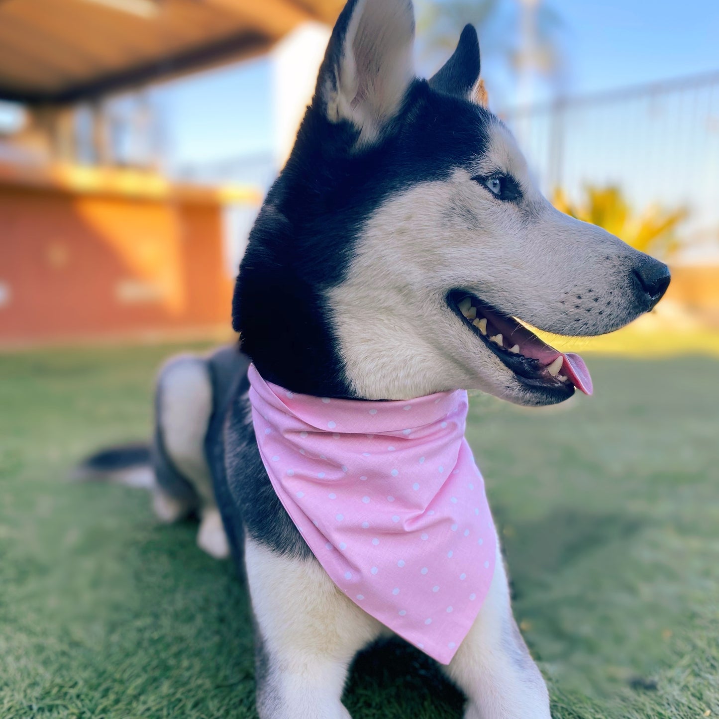 Pink Polka Dot Bandana - Dogbana 