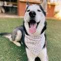 Snow Leopard Bandana - Dogbana 