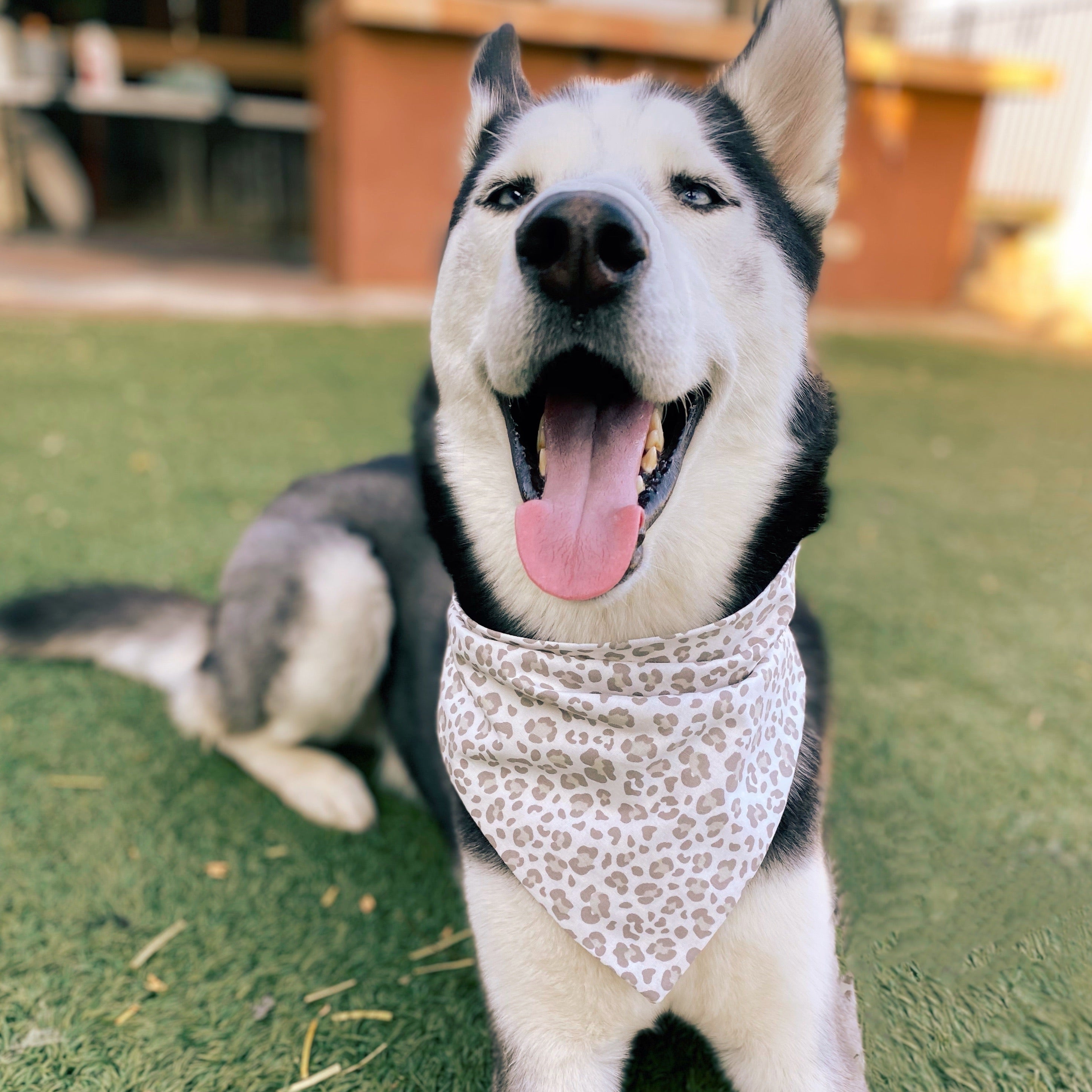Snow Leopard Bandana - Dogbana 