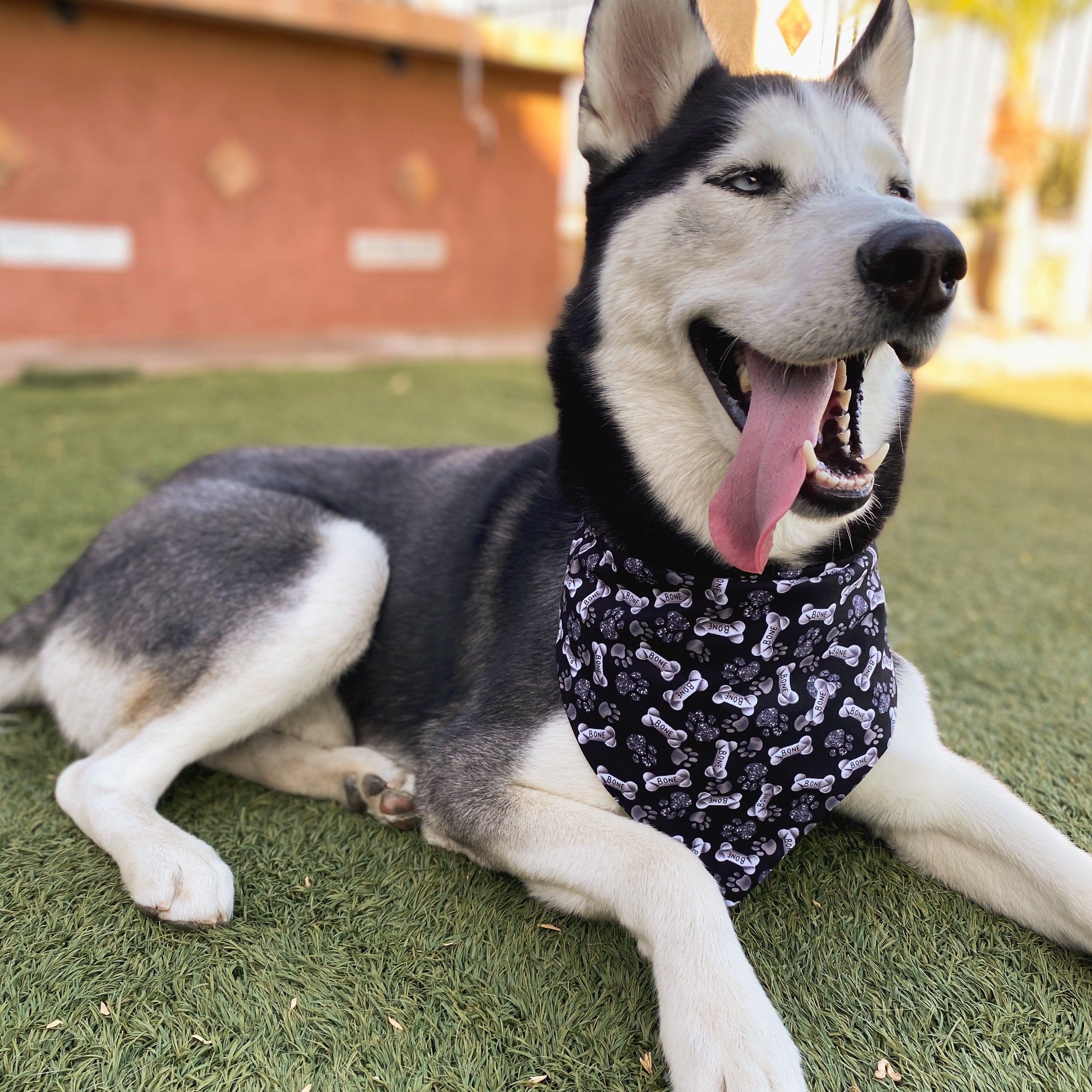 Dog on sale bone bandana