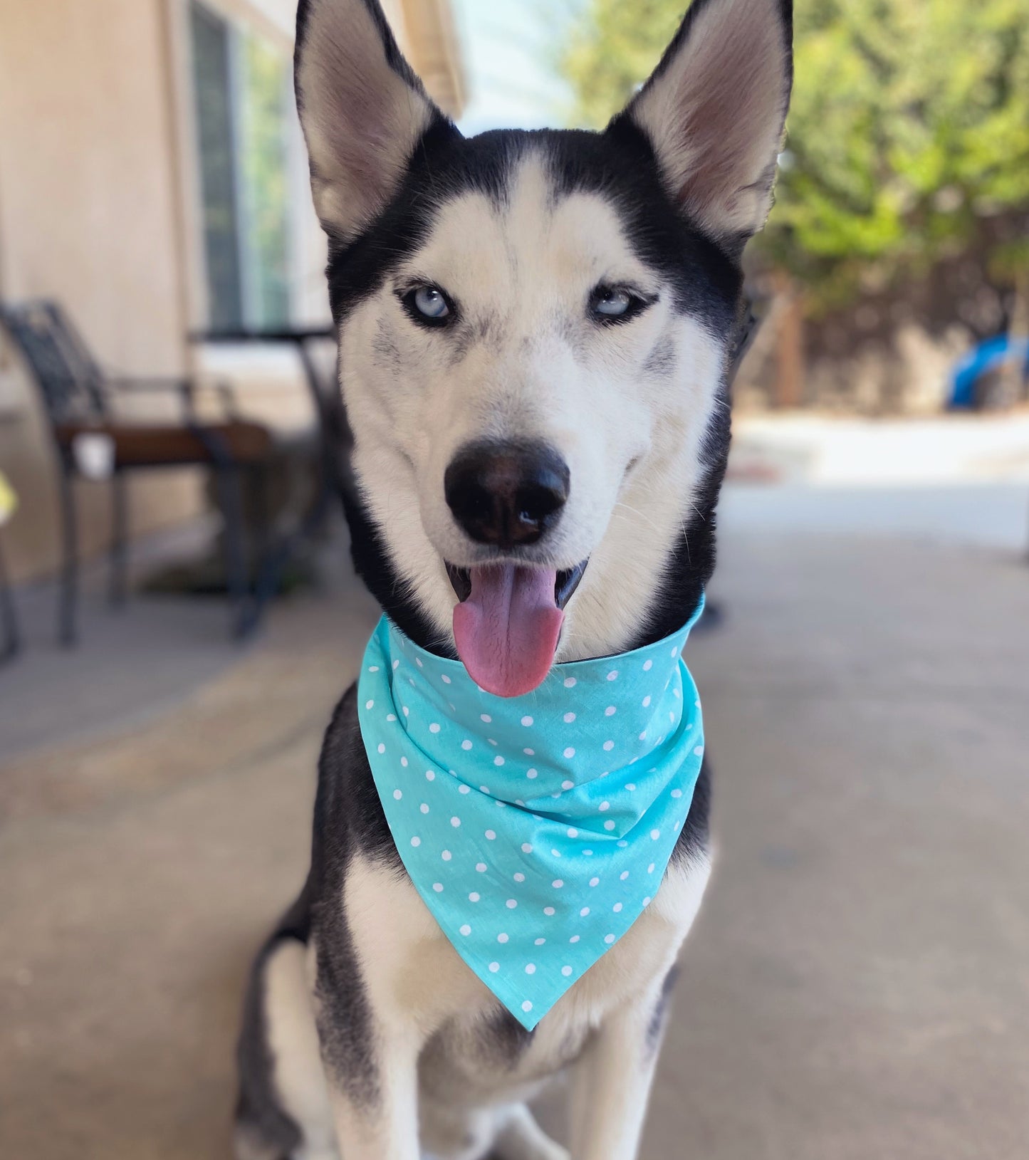 Turqouise Polka Dot Bandana - Dogbana 