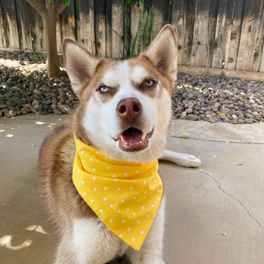 Yellow Polka Dot Bandana - Dogbana 