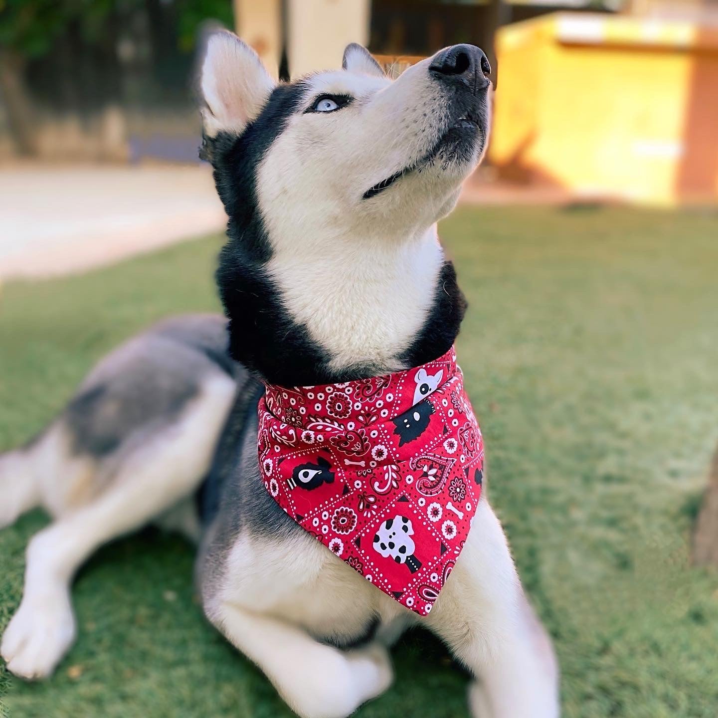 Dog bandana store and matching headband