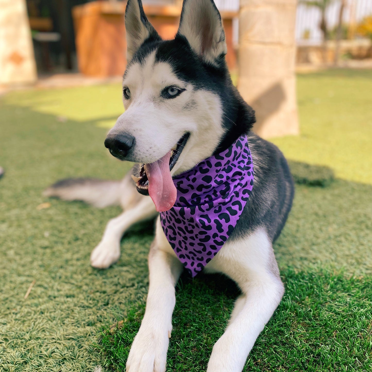 Purple Leopard Bandana - Dogbana 