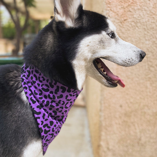 Purple Leopard Bandana - Dogbana 