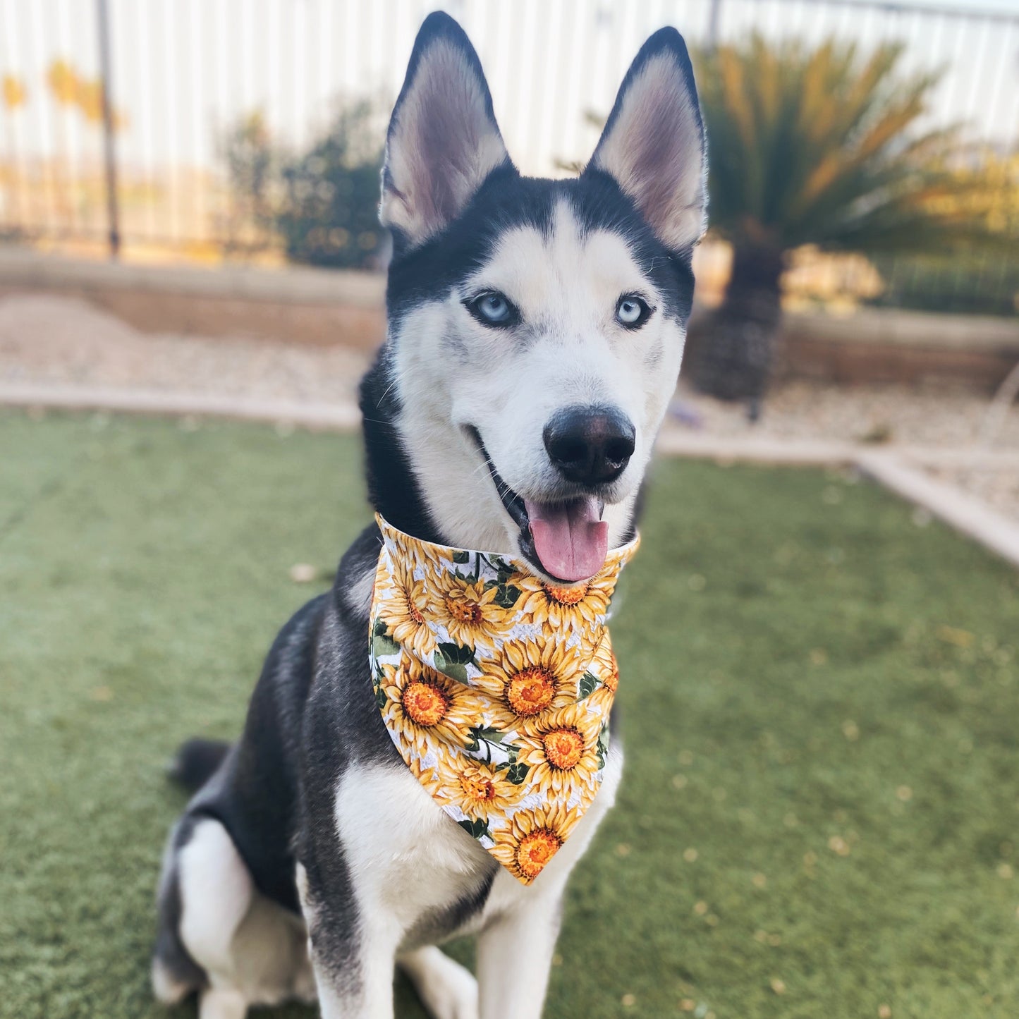 Sunflower Bandana - Dogbana 