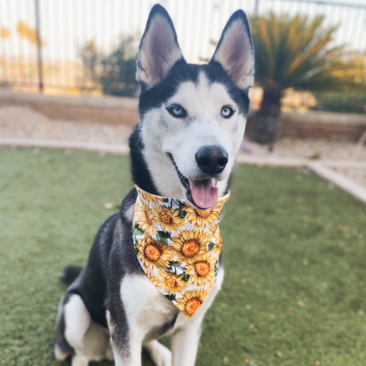 Sunflower Bandana - Dogbana 