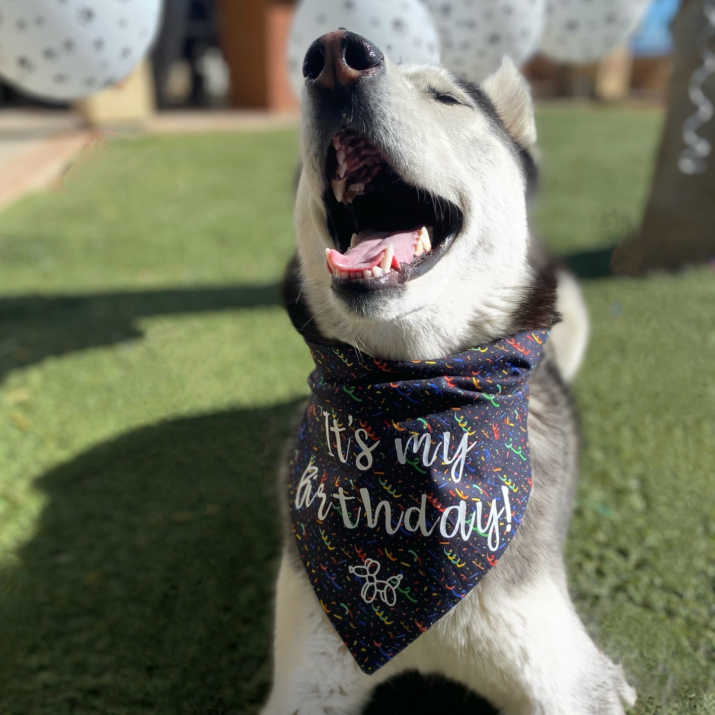 Its My Birthday Bandana - Dogbana 