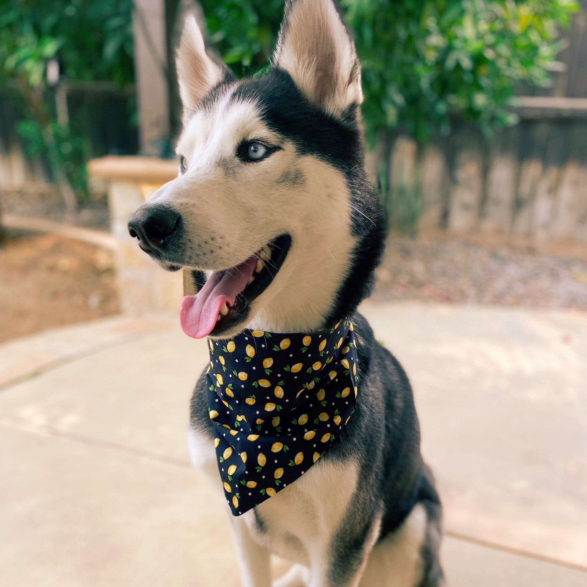 Lemonade Bandana - Dogbana 