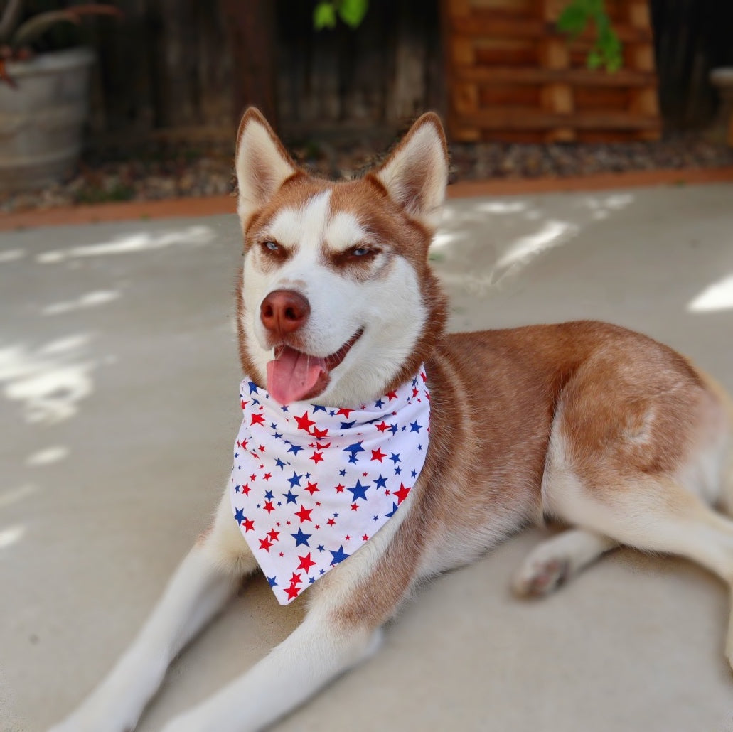 Bright Stars Bandana - Dogbana 